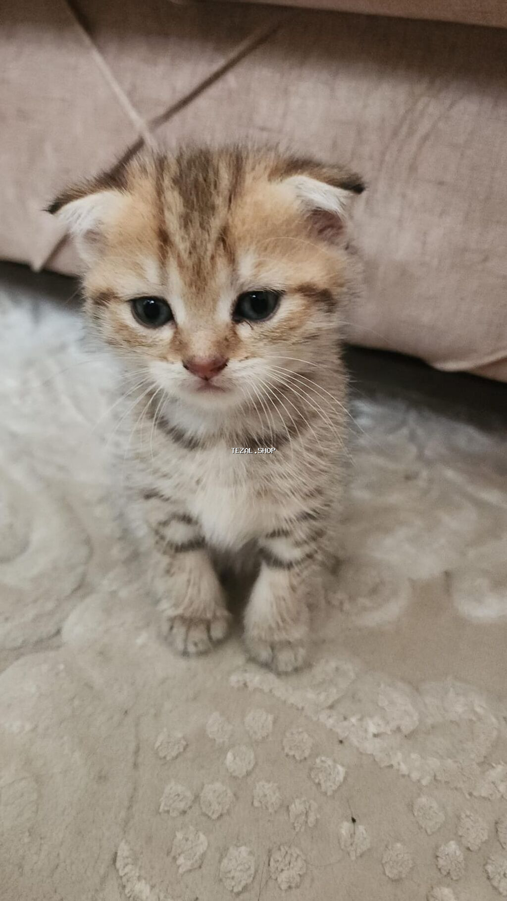 Şotland yastı qulaq, Ünvandan götürmə