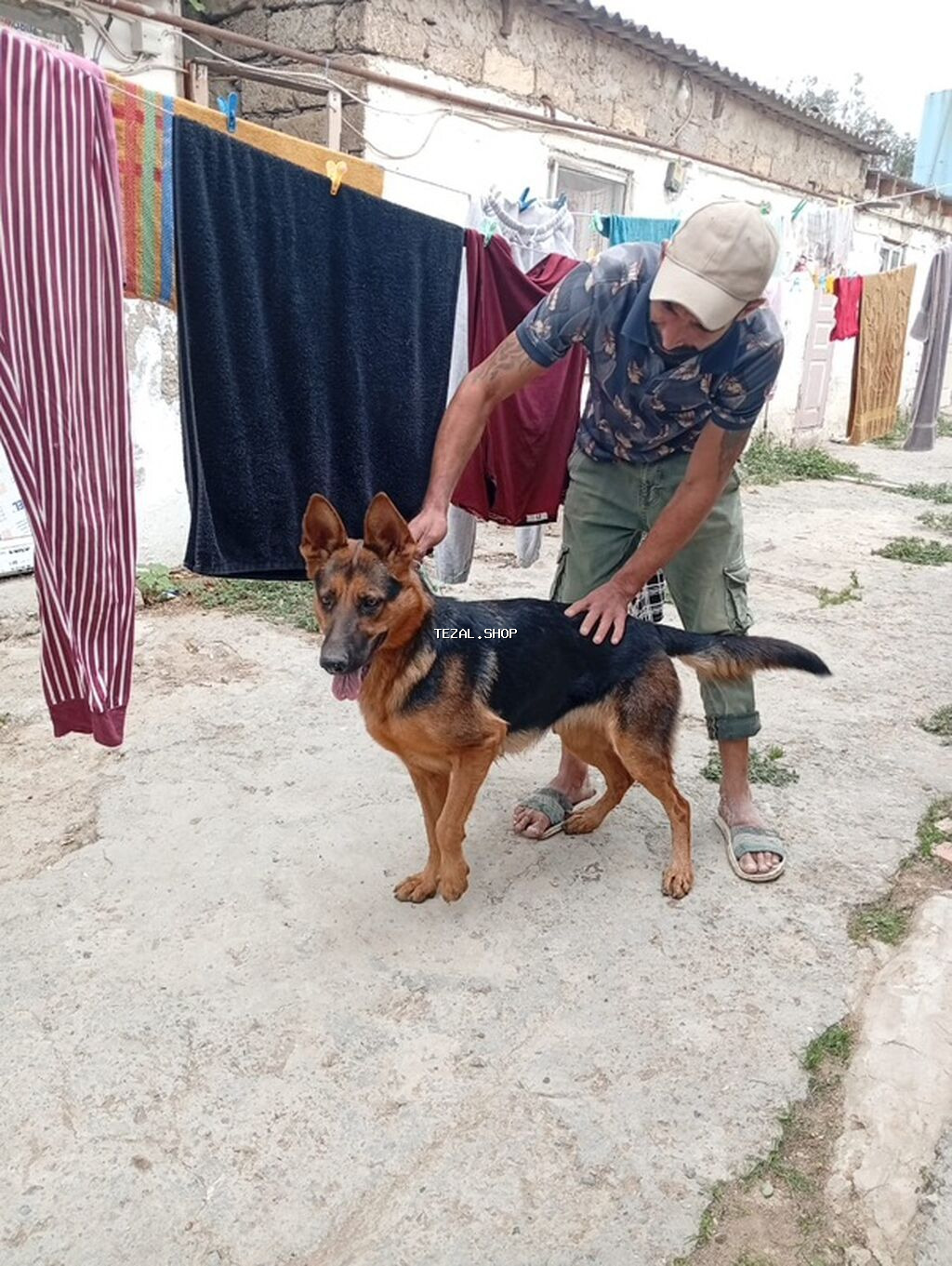 Alman çoban iti, Peyvəndli