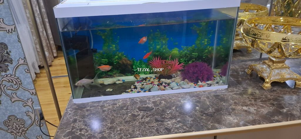 Böyük akvariumdu 5 6 balıq var içinde dekor su filteri baxa bilmediyim