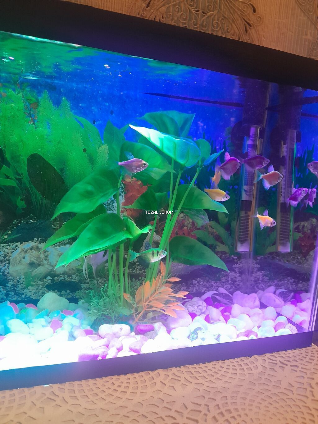 Akvarium dəsti – tam yığılmış və işlək akvasistem - Şüşə akvarium