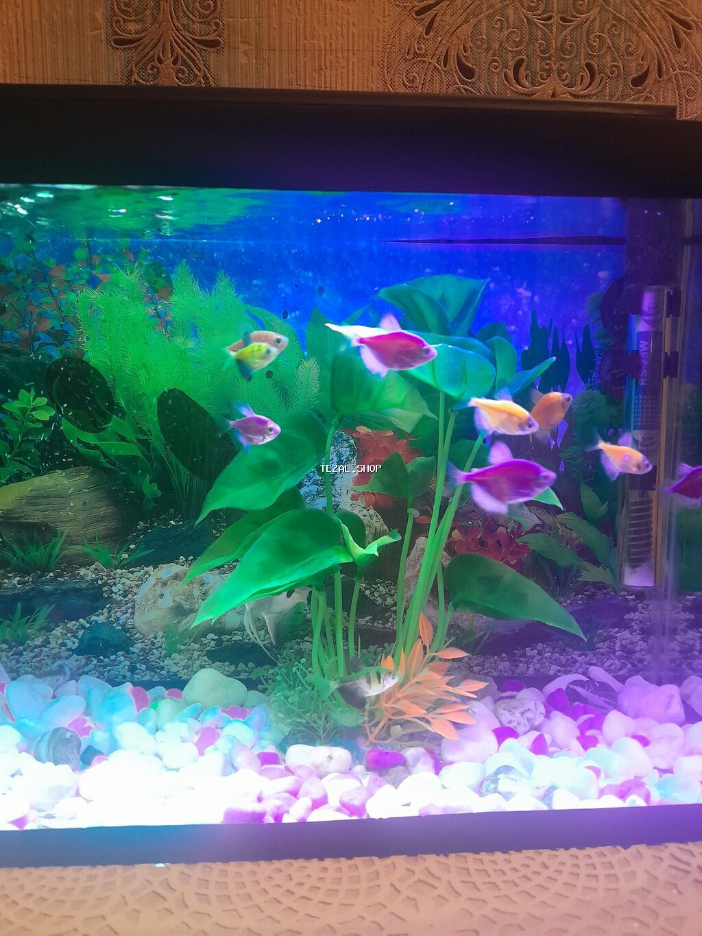 Akvarium dəsti – tam yığılmış və işlək akvasistem - Şüşə akvarium - şəkil 2