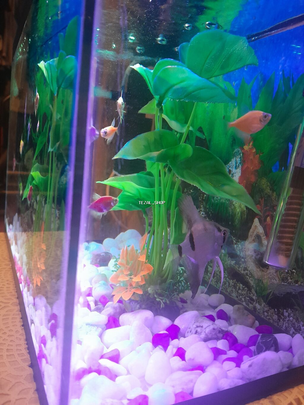 Akvarium dəsti – tam yığılmış və işlək akvasistem - Şüşə akvarium - şəkil 3