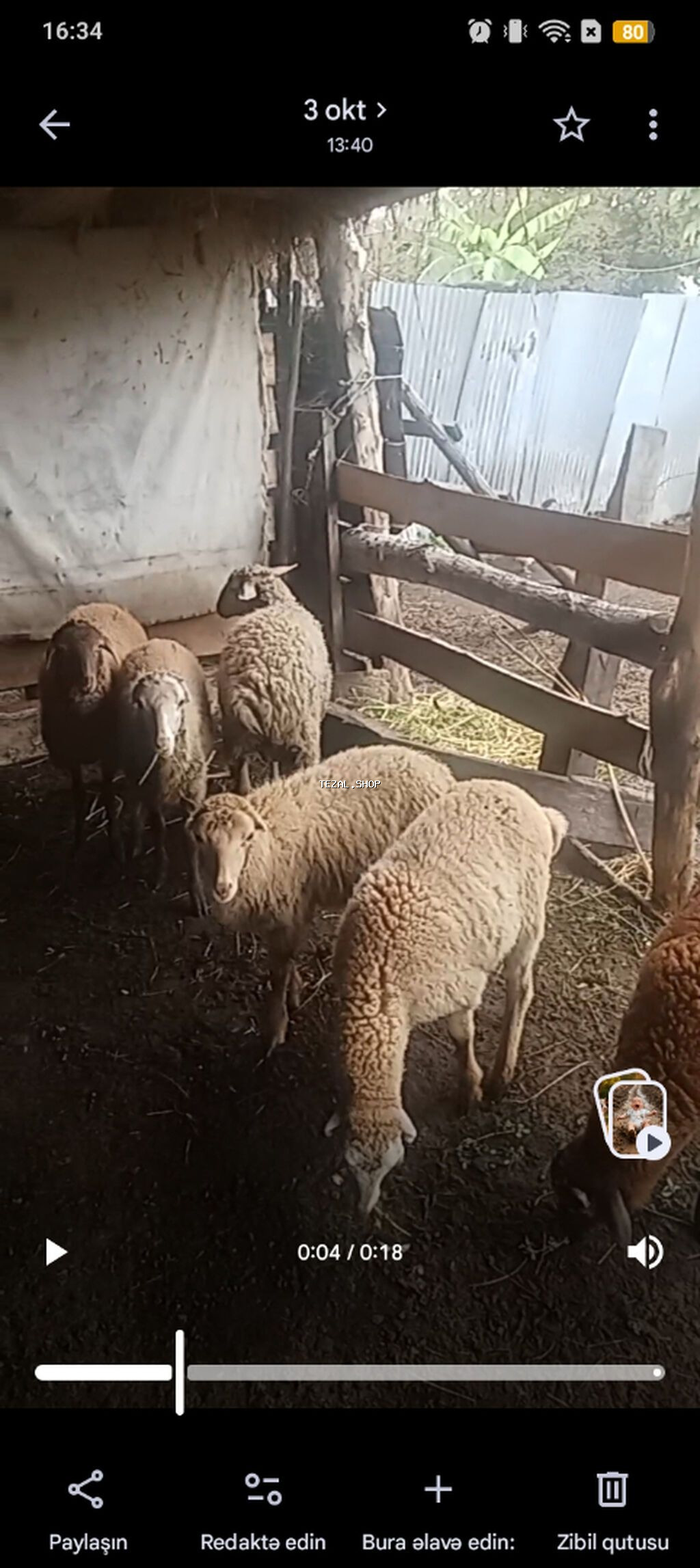 Erkek quzlar satılır 10 bas