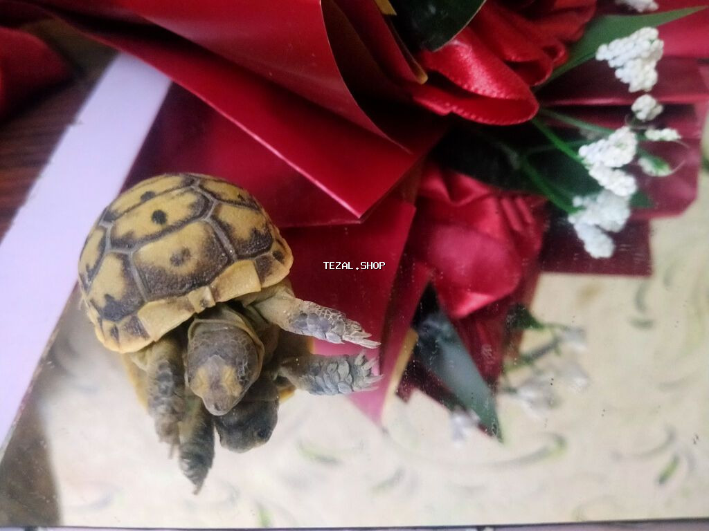 Salam. Minnacik,sipsirin tisbaga satilir. Quru tisbagasidir. Bapbalaca