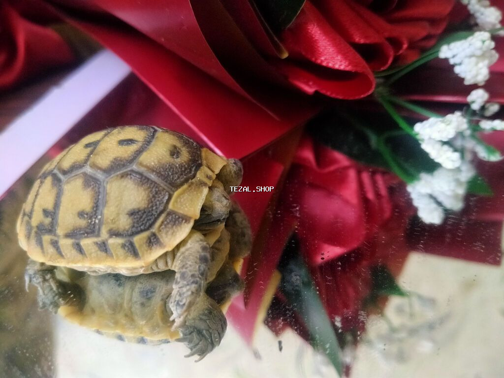 Salam. Minnacik,sipsirin tisbaga satilir. Quru tisbagasidir. Bapbalaca - şəkil 4
