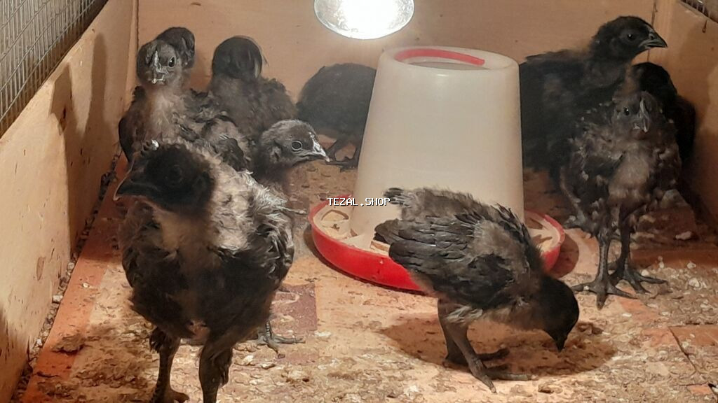 AYAM GEMANI CUCELERI SATISDA 
055 955 05 20 
14AZN.
TURKAN QESEBESI Bakı — TezAl.shop