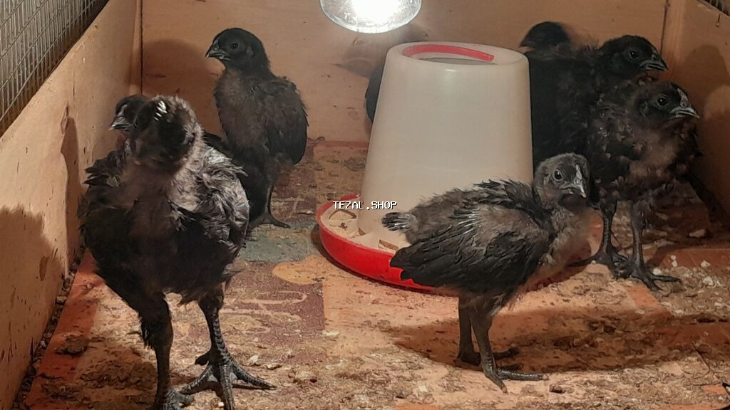 AYAM GEMANI CUCELERI SATISDA 
055 955 05 20 
14AZN.
TURKAN QESEBESI - şəkil 2