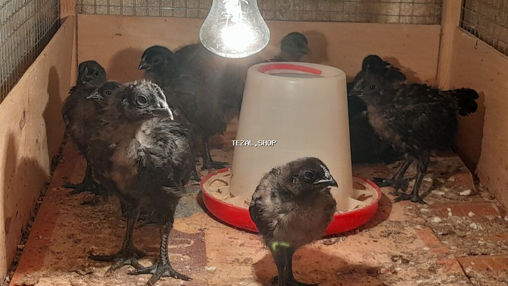 AYAM GEMANI CUCELERI SATISDA 
055 955 05 20 
14AZN.
TURKAN QESEBESI - şəkil 3