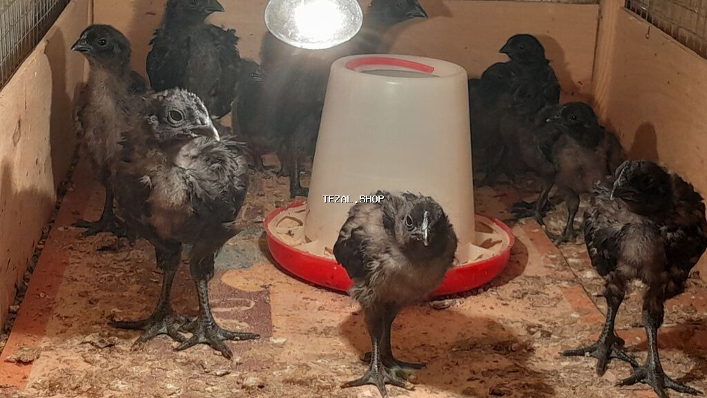 AYAM GEMANI CUCELERI SATISDA 
055 955 05 20 
14AZN.
TURKAN QESEBESI - şəkil 4