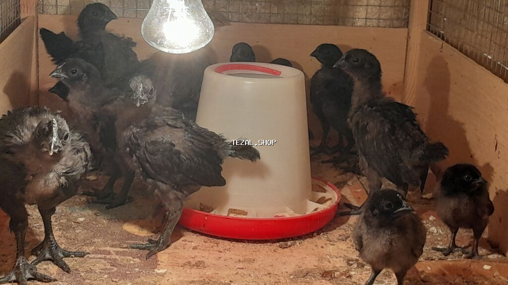 AYAM GEMANI CUCELERI SATISDA 
055 955 05 20 
14AZN.
TURKAN QESEBESI - şəkil 5