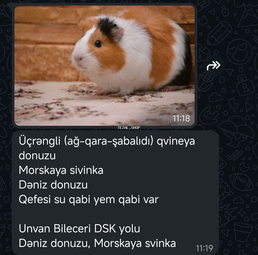 Salam her vaxtiniz xeyir olsun deniz donuzu satilir qefesi iyle birge - şəkil 2
