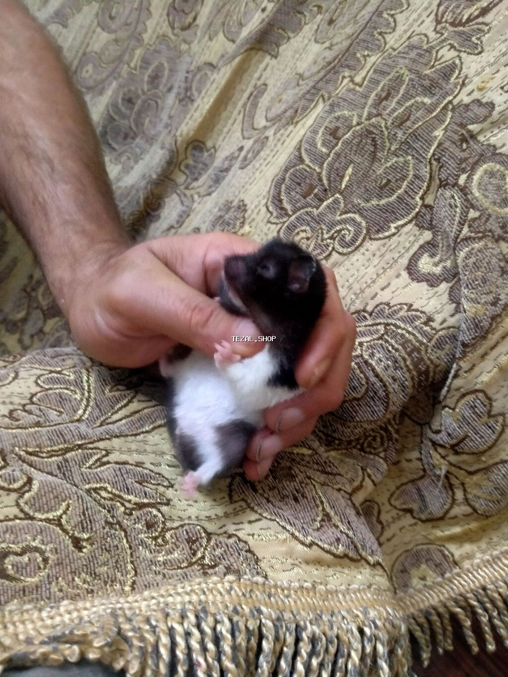 Salam. Xomyak satilir. Disidi. Qetiyyen el dislemir. Oynagandir. Bir - şəkil 4