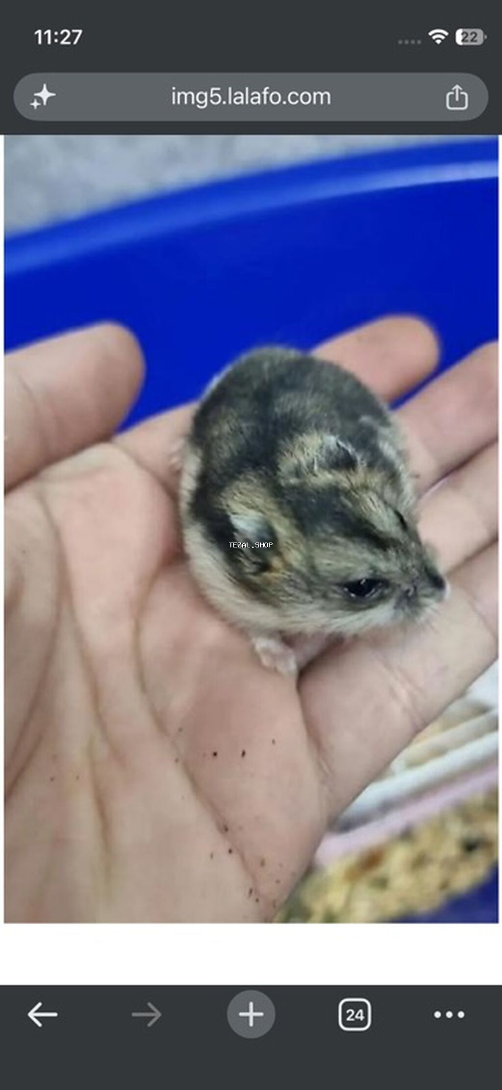 Cırtdan hamster (ehtimalən Roborovski/cücə ölçülü) – mehriban və sakit