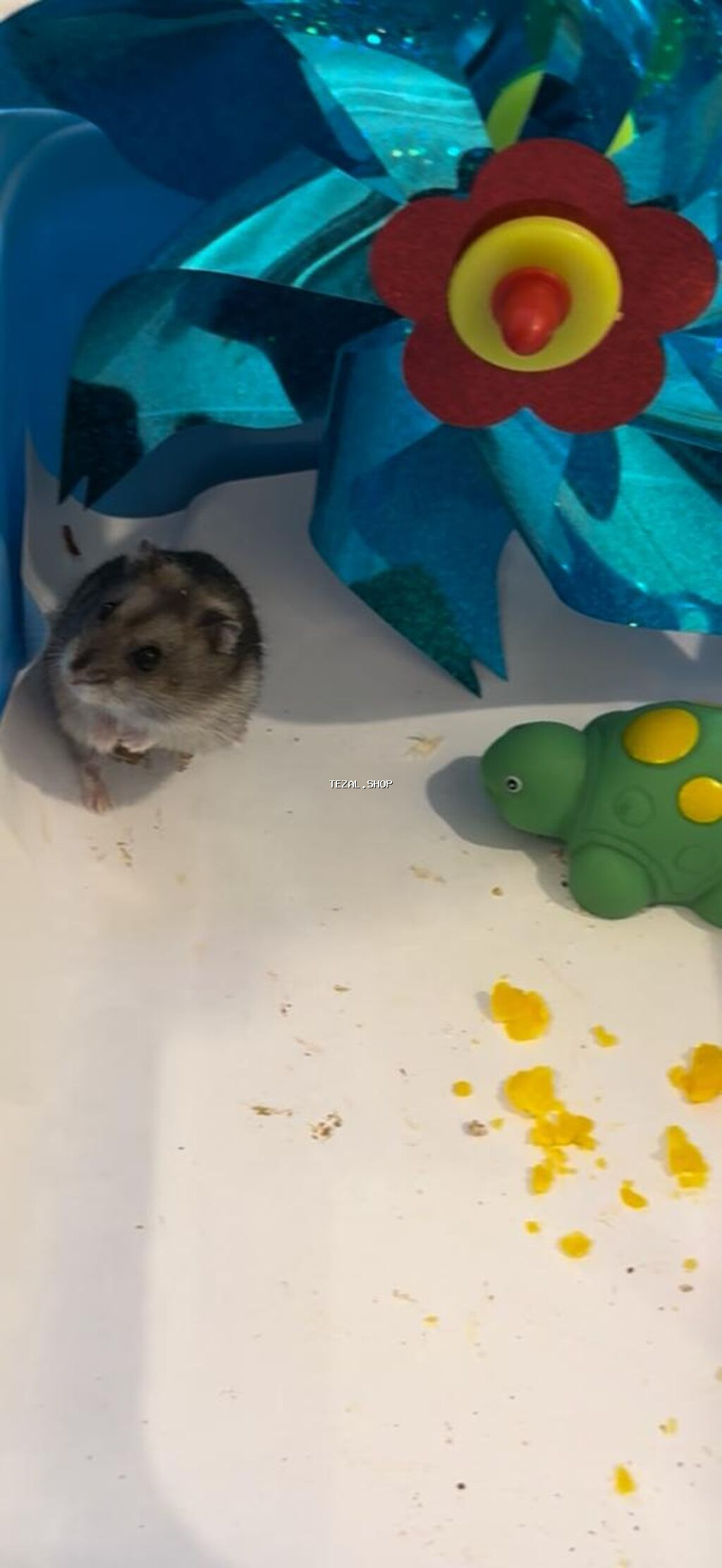 Cırtdan hamster – qısa quyruq, yumşaq boz-ağ tüklü, qara şapqalı
