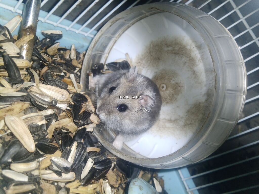 🐹 hamster bu qefesle 17m balaca bir qefes var onlada 12m isdiyen desin