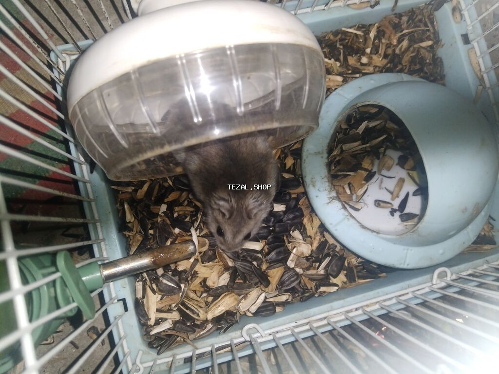 🐹 hamster bu qefesle 17m balaca bir qefes var onlada 12m isdiyen desin - şəkil 3