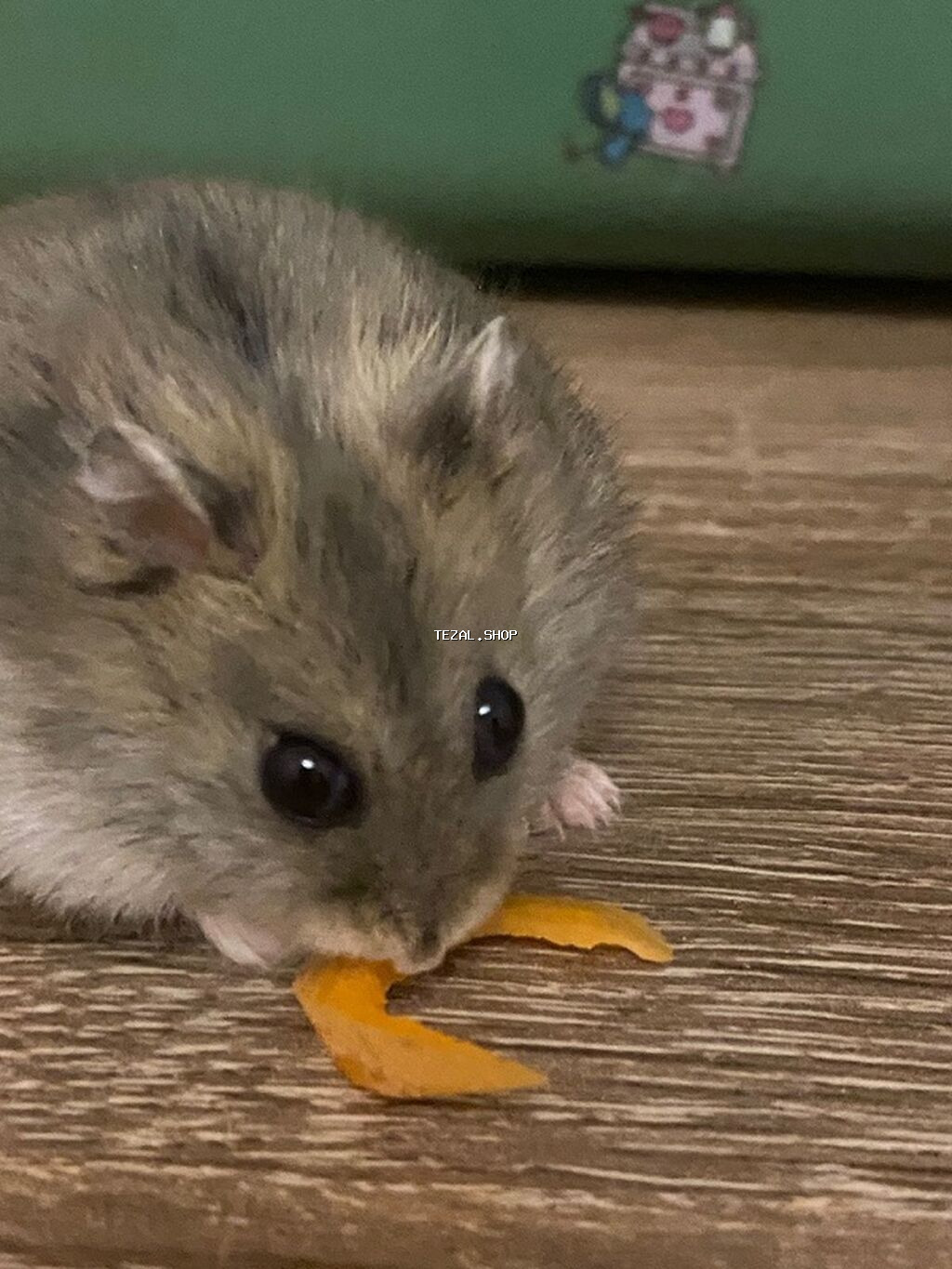 İki ədəd hamster satlr .Biri ağ,biri boz.Ustundə ikimərtəbəli - şəkil 2
