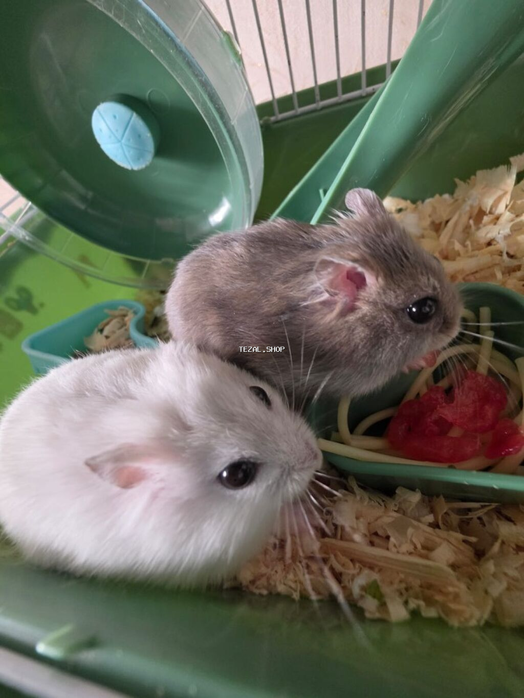 İki ədəd hamster satlr .Biri ağ,biri boz.Ustundə ikimərtəbəli - şəkil 4