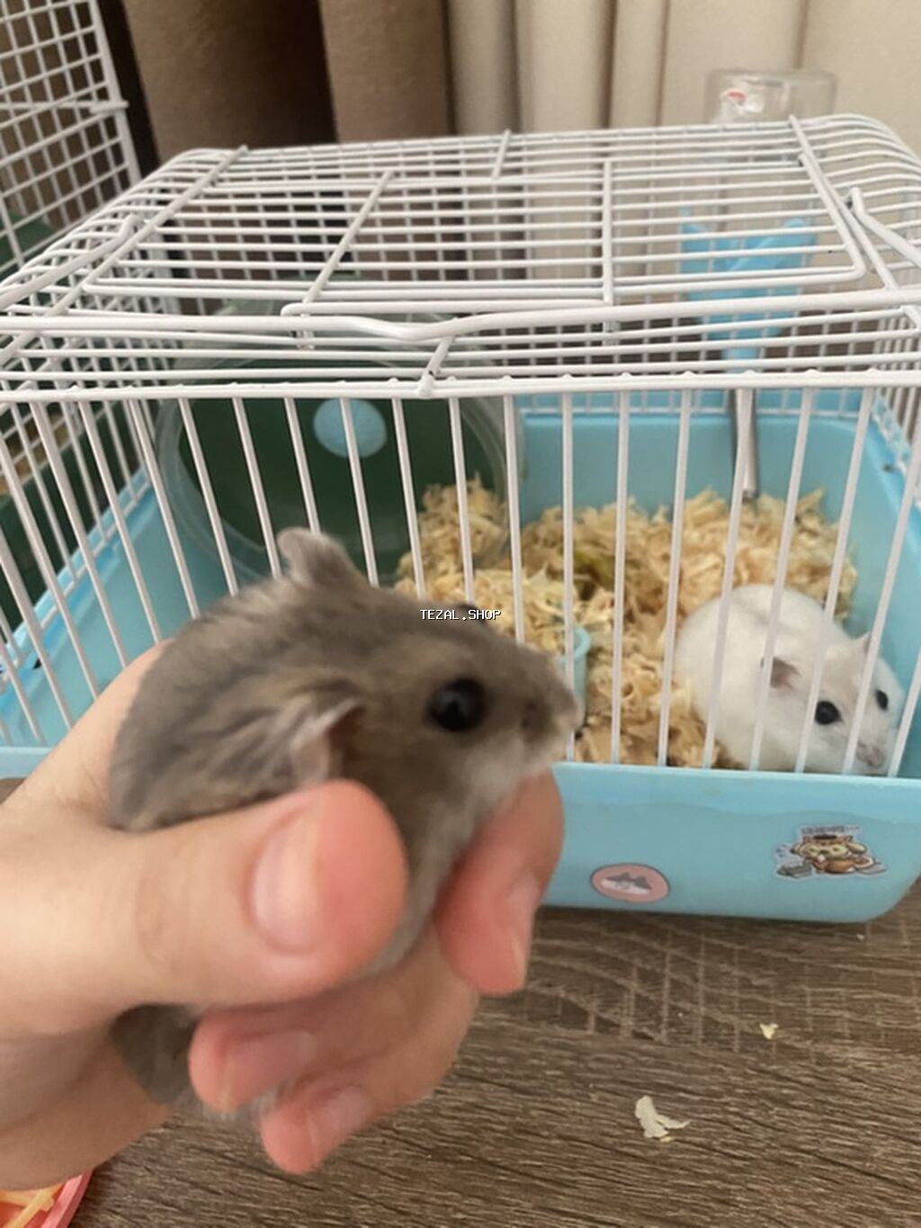 İki ədəd hamster satlr .Biri ağ,biri boz.Ustundə ikimərtəbəli - şəkil 5