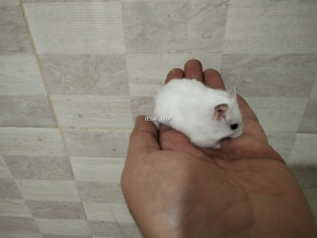Məhsul: Cırtdan hamsterlər (Djungarian/campbell tipli) Rənglər: tam