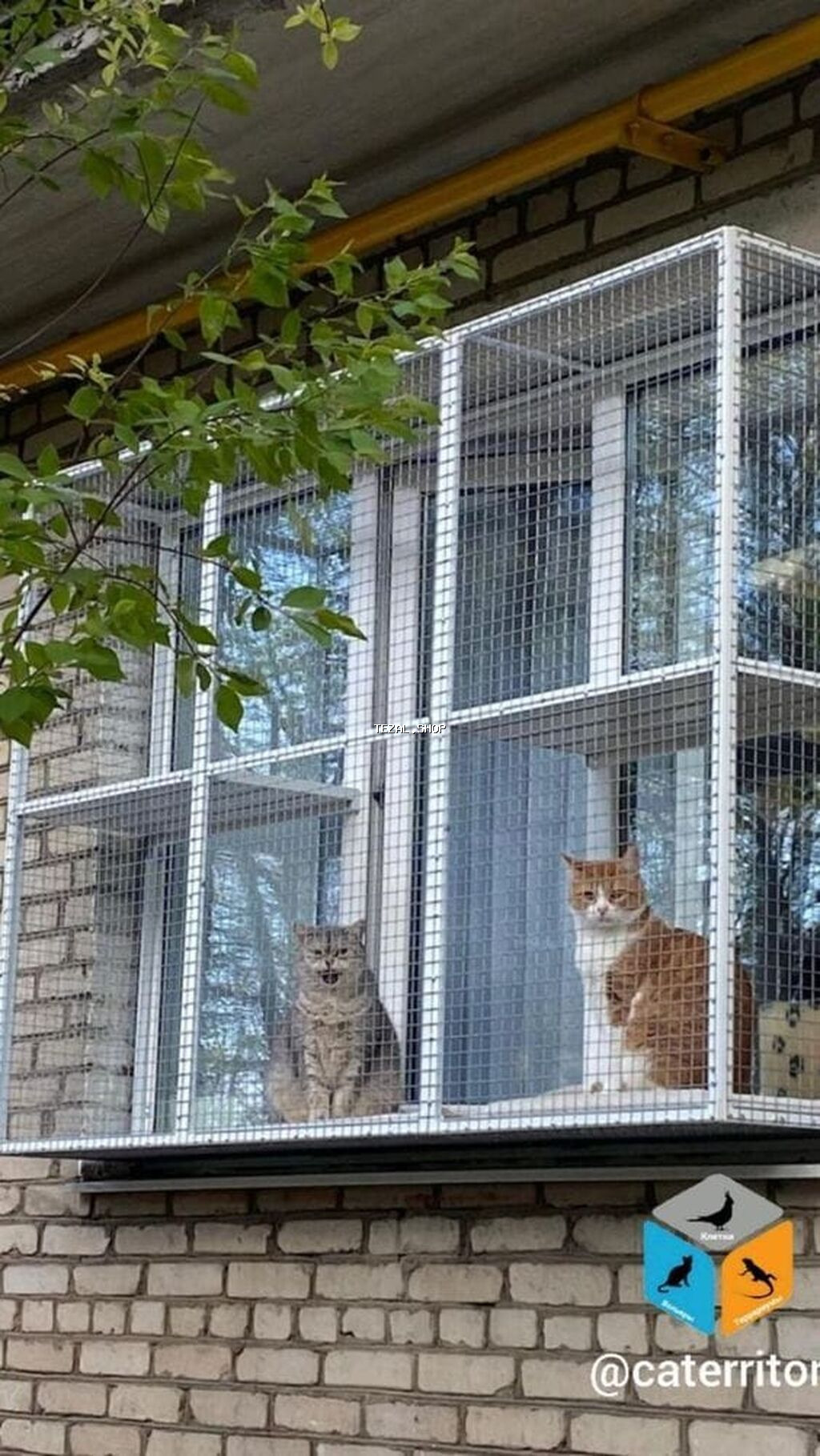 Pəncərə üçün “catio” – pişiklər üçün açıq, təhlükəsiz balkon-kafes - - şəkil 4