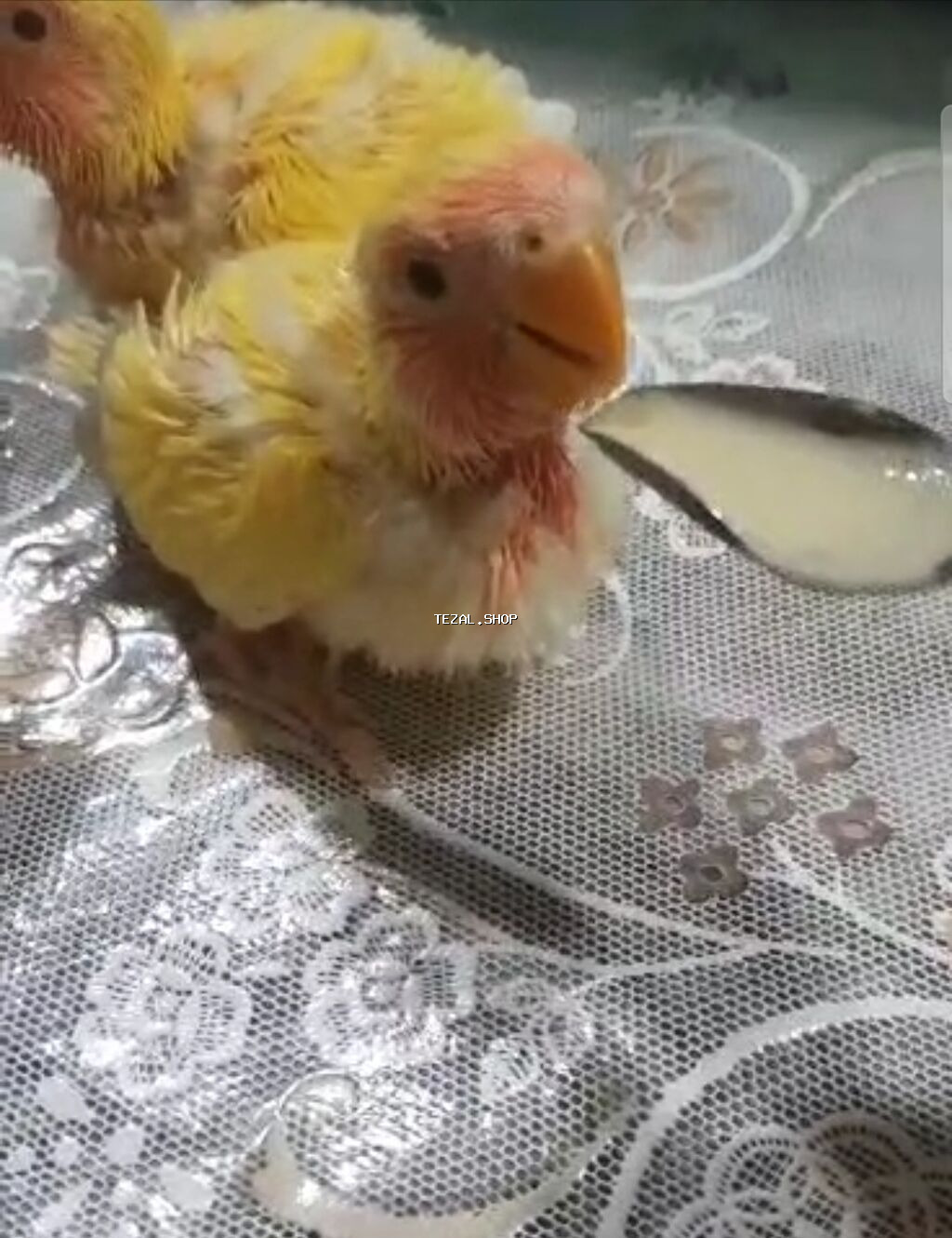 Tutuquşu balalarının əllə bəsləmə maması.Tutuquşu balalarını şprislə - şəkil 4