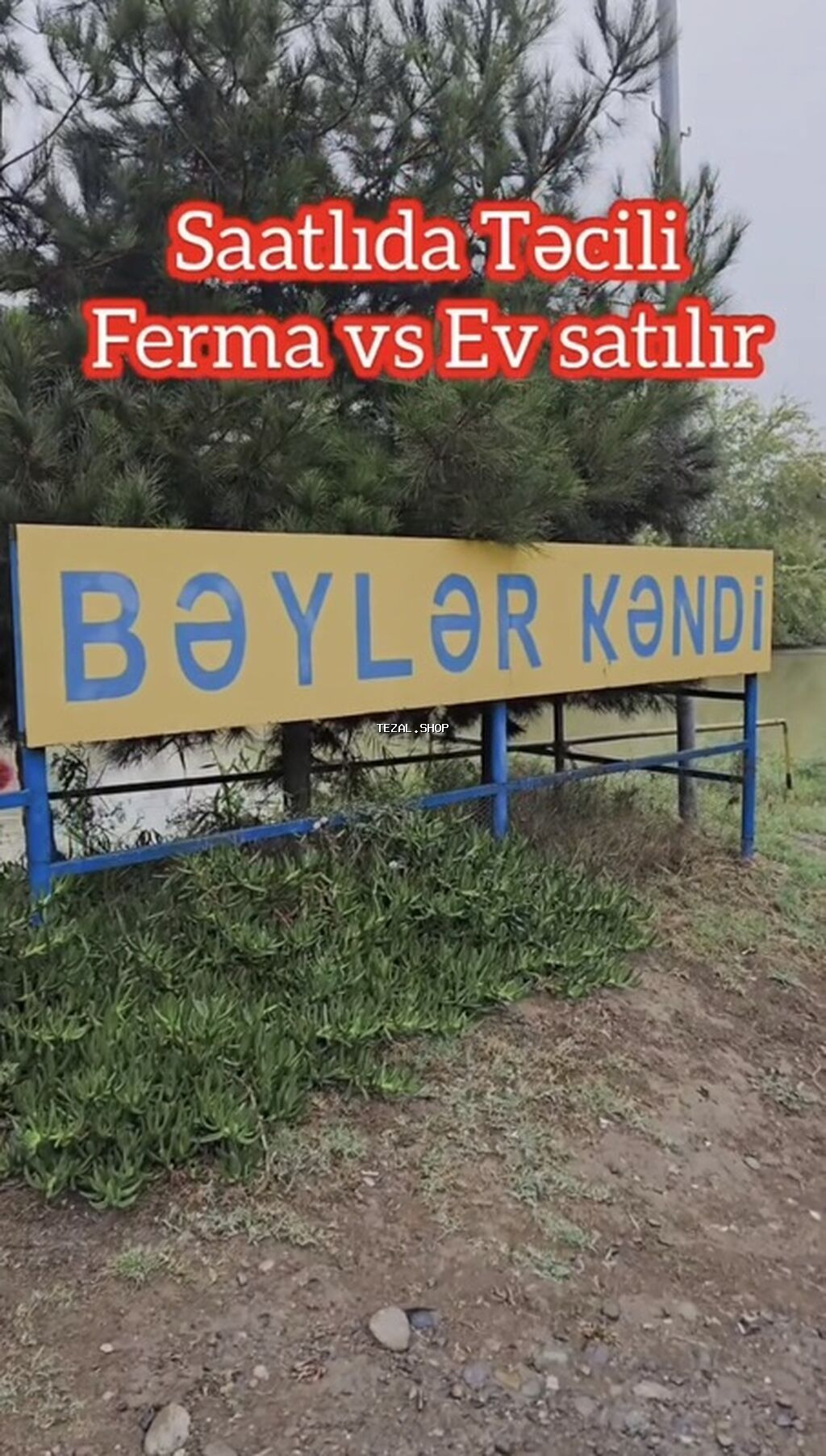 Satılır: Saatlı rayonu, Bəylər kəndində ferma və yaşayış evi kompleksi - şəkil 4