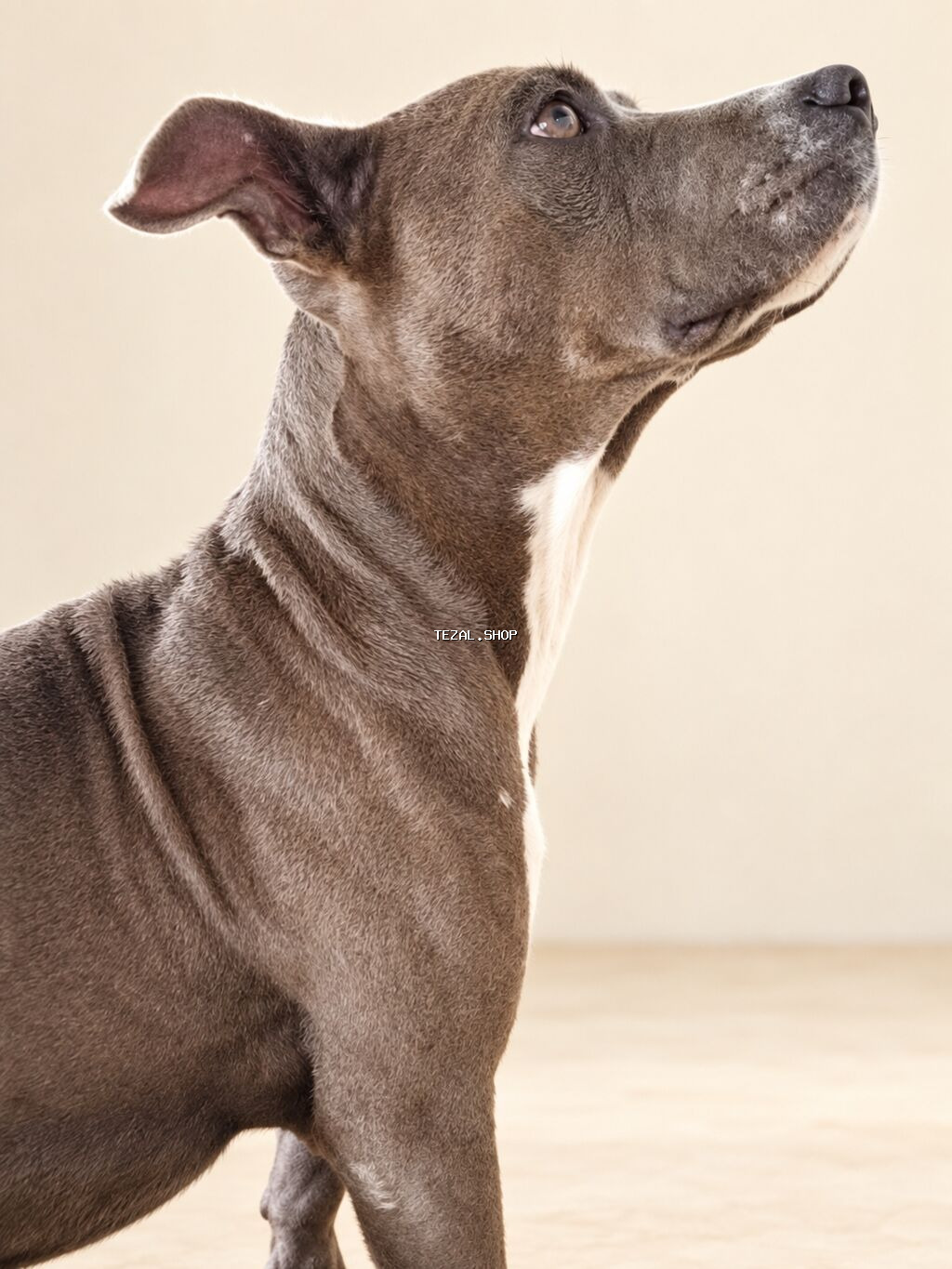 Pitbul, 1 ay, Ünvandan götürmə - şəkil 3
