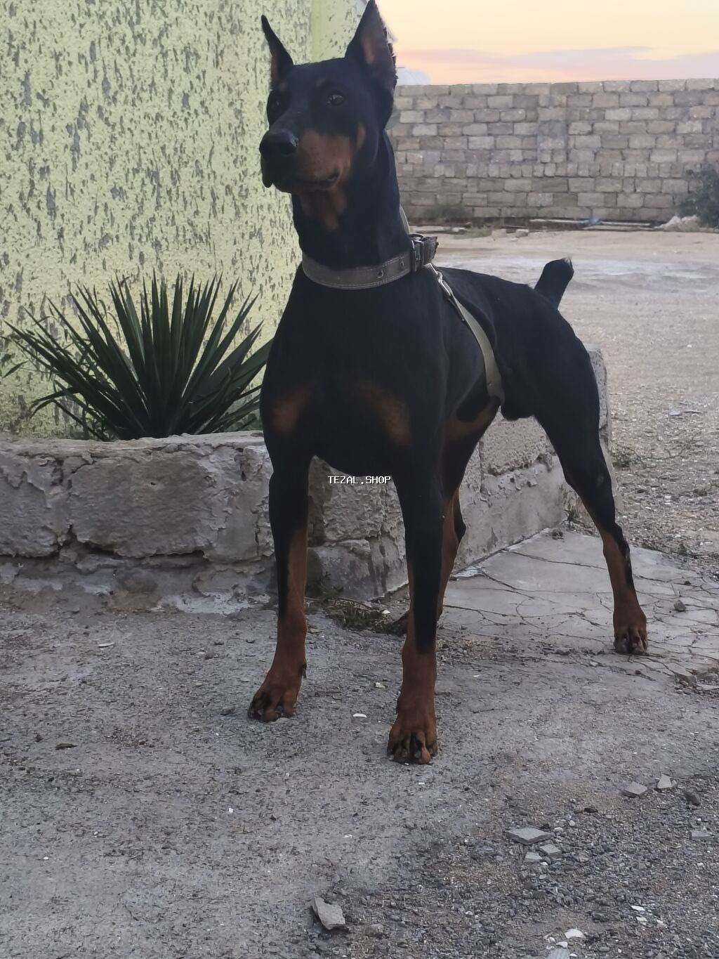 Doberman