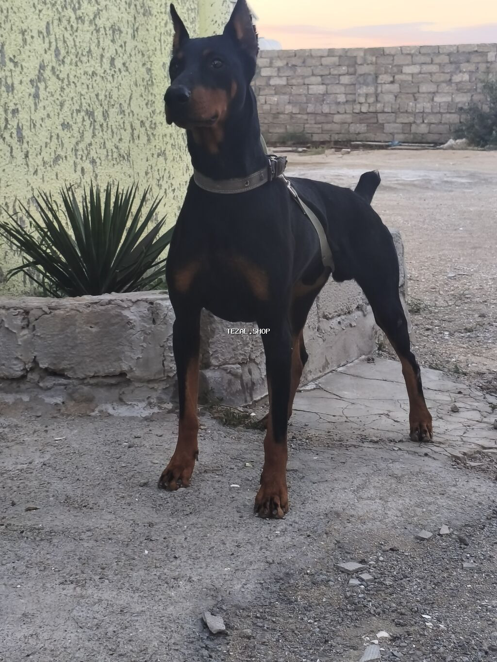 Doberman - şəkil 2