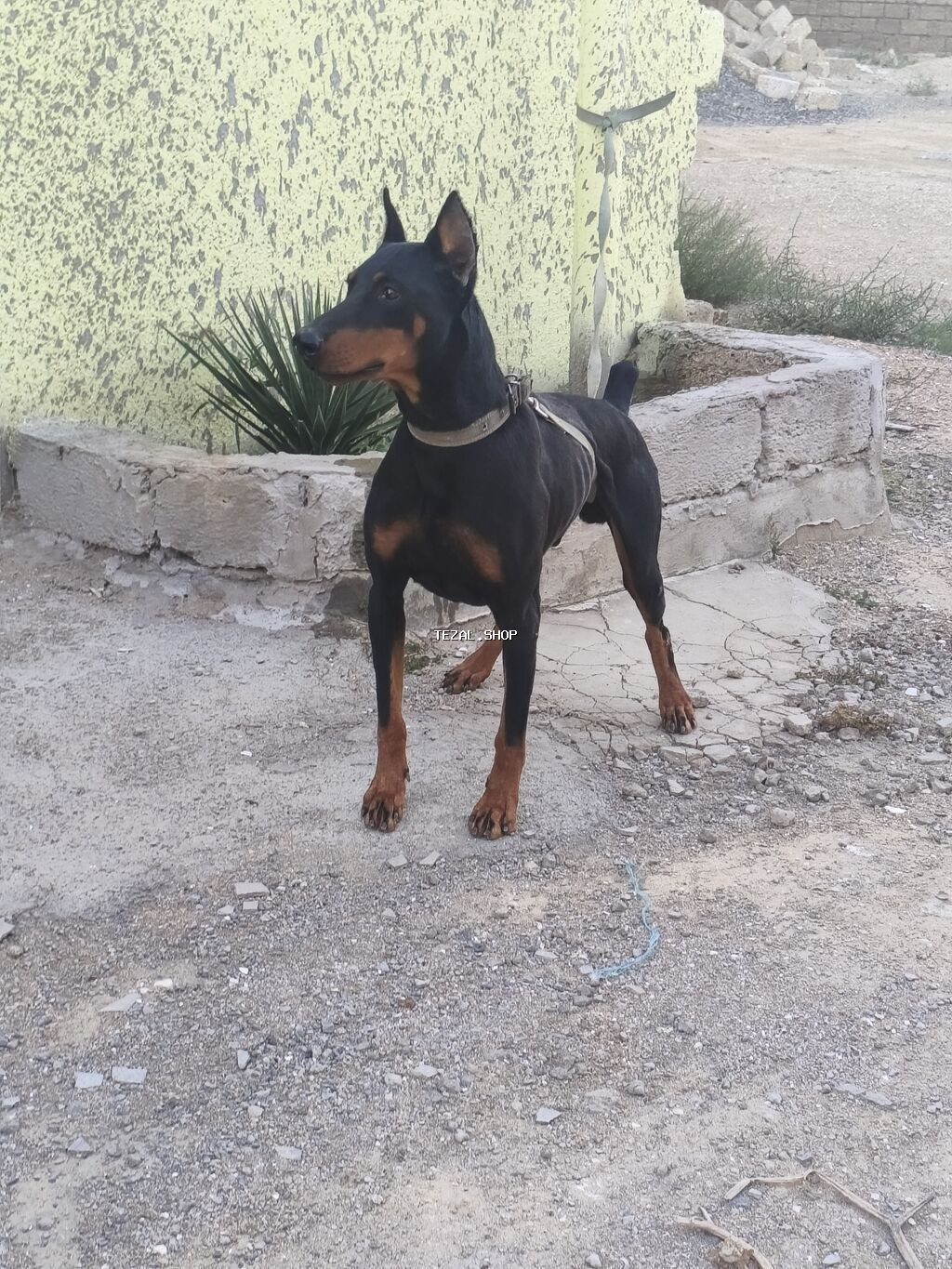 Doberman - şəkil 3