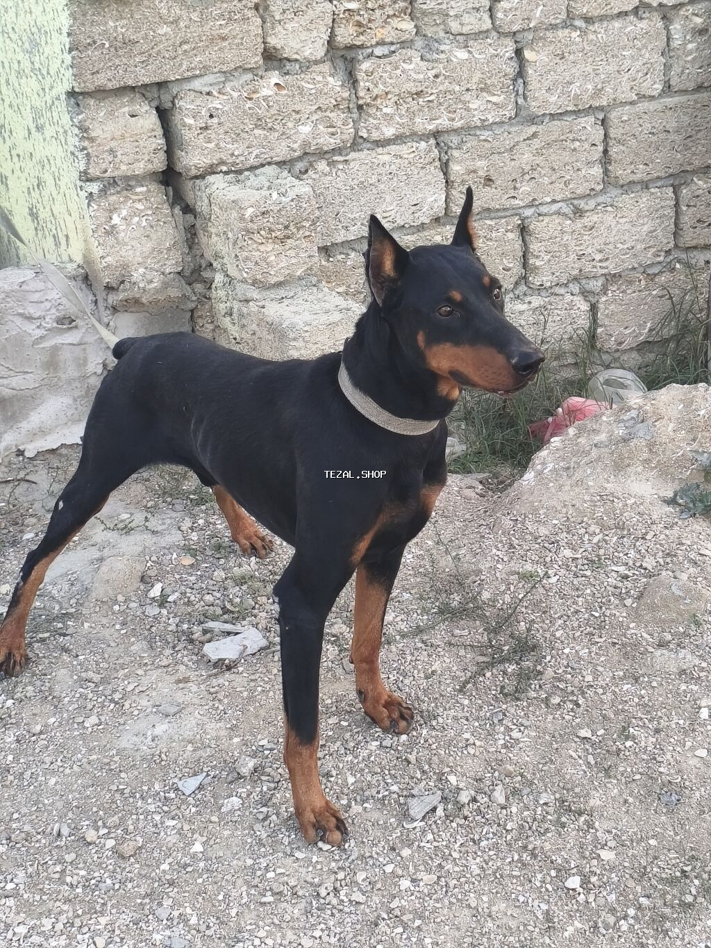 Doberman - şəkil 4