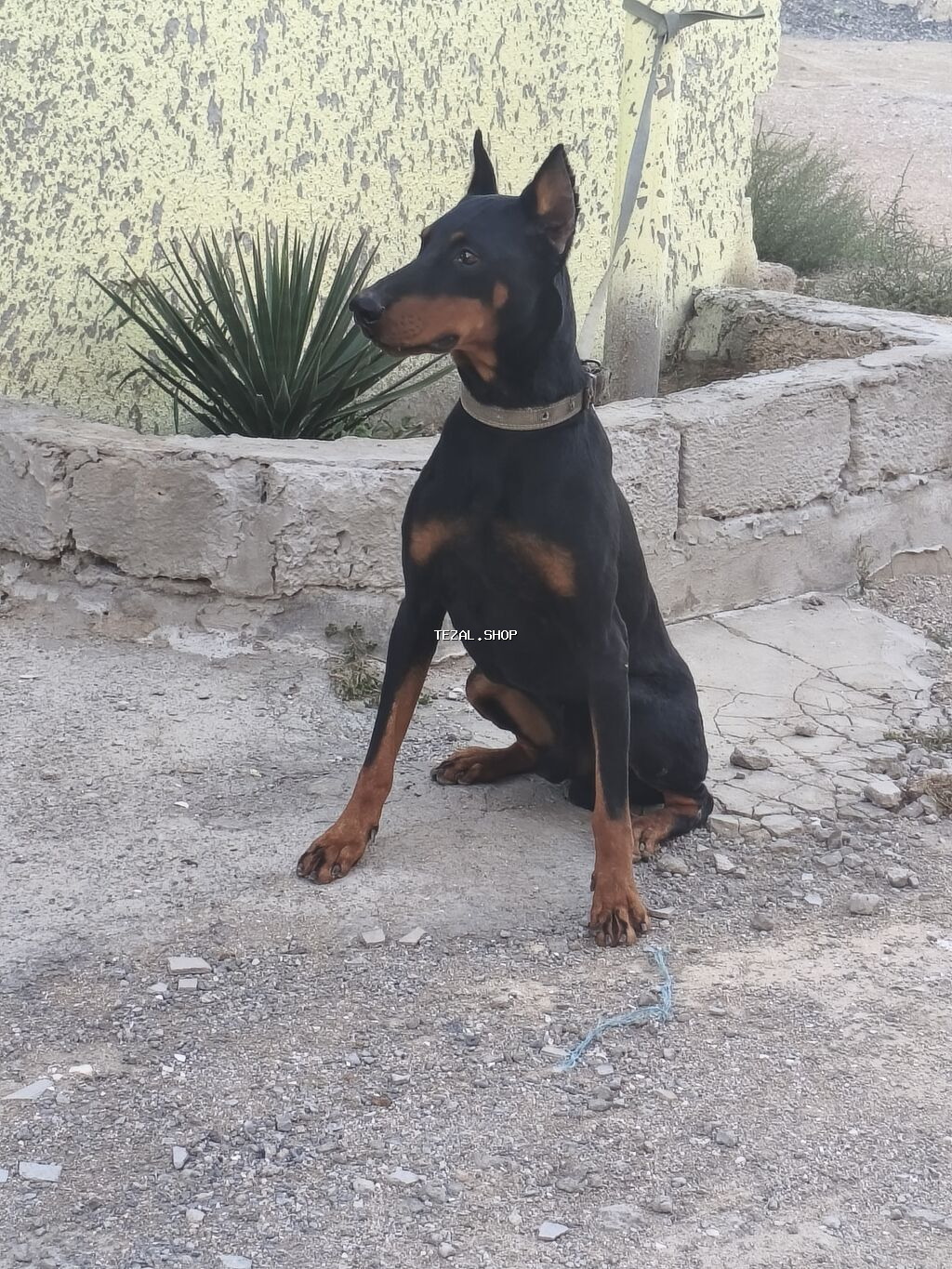 Doberman - şəkil 5