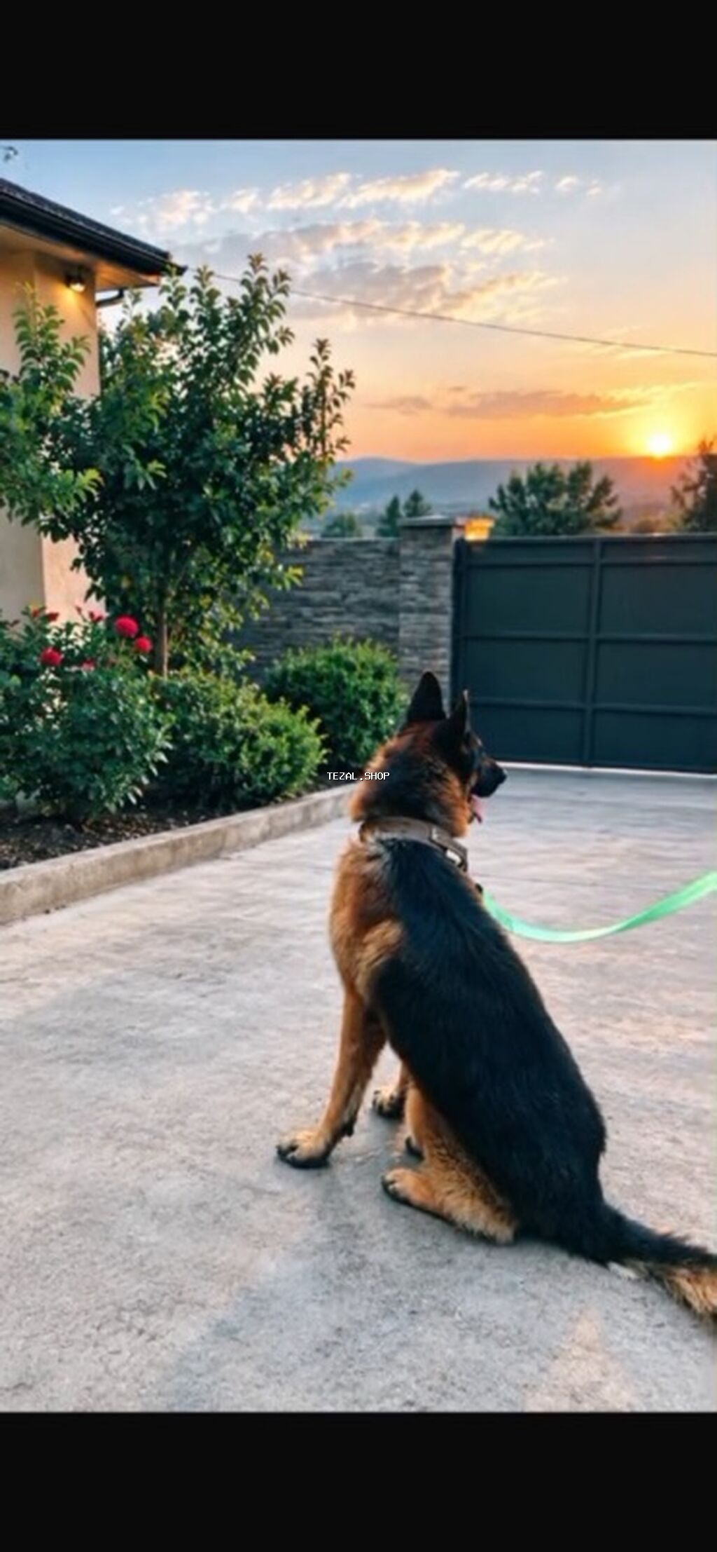 Alman çoban iti, 2 il, Erkək, Peyvəndli Bakı — TezAl.shop