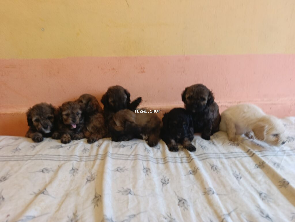 Pudel, 1 ay, Peyvəndli, Ünvandan götürmə, Ödənişli çatdırılma - şəkil 4