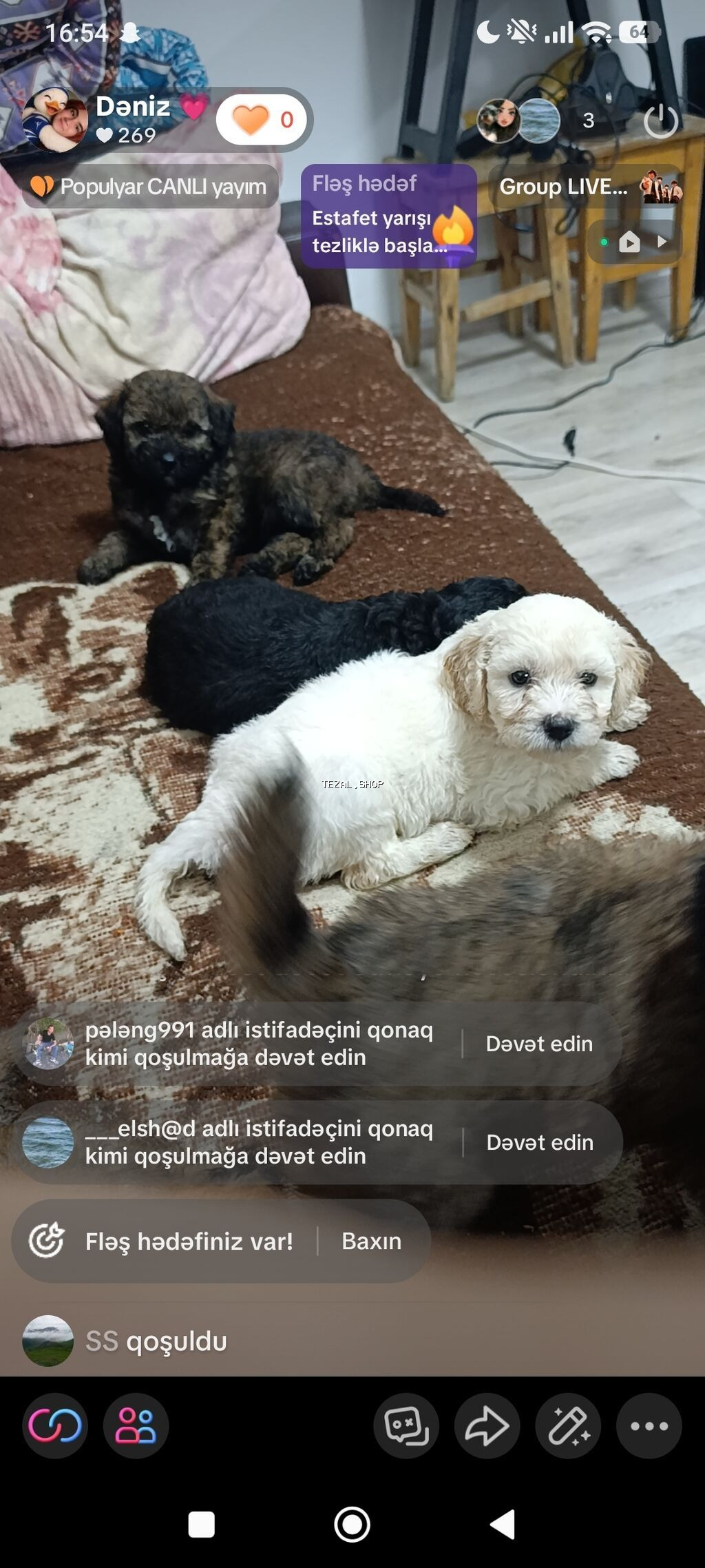 Pudel, 1 ay, Peyvəndli, Ünvandan götürmə, Ödənişli çatdırılma - şəkil 5