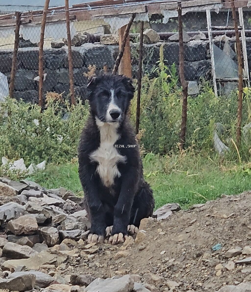 3 ay, Peyvəndli, Pulsuz çatdırılma - şəkil 3