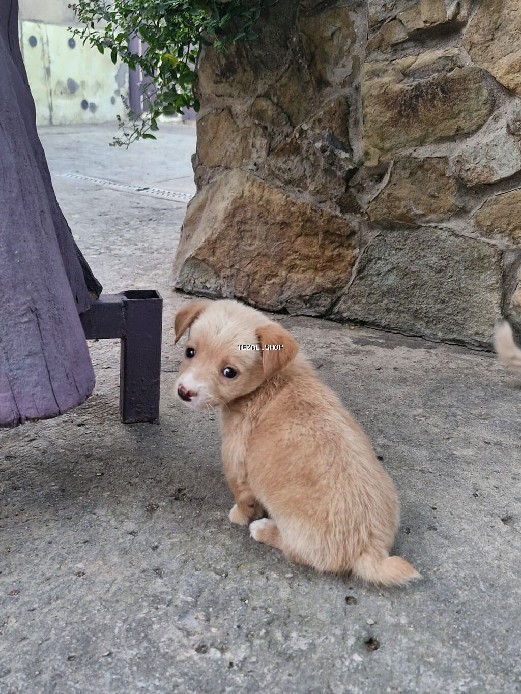 2 ay, Peyvəndli, Ünvandan götürmə Mehdiabad — TezAl.shop