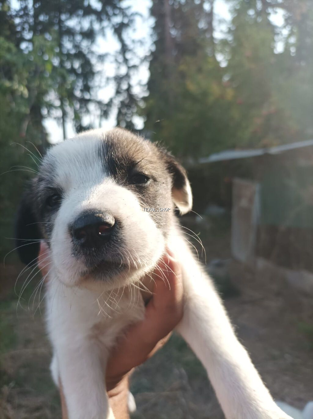 Kolli, 1 ay, Erkək, Ünvandan götürmə - şəkil 3
