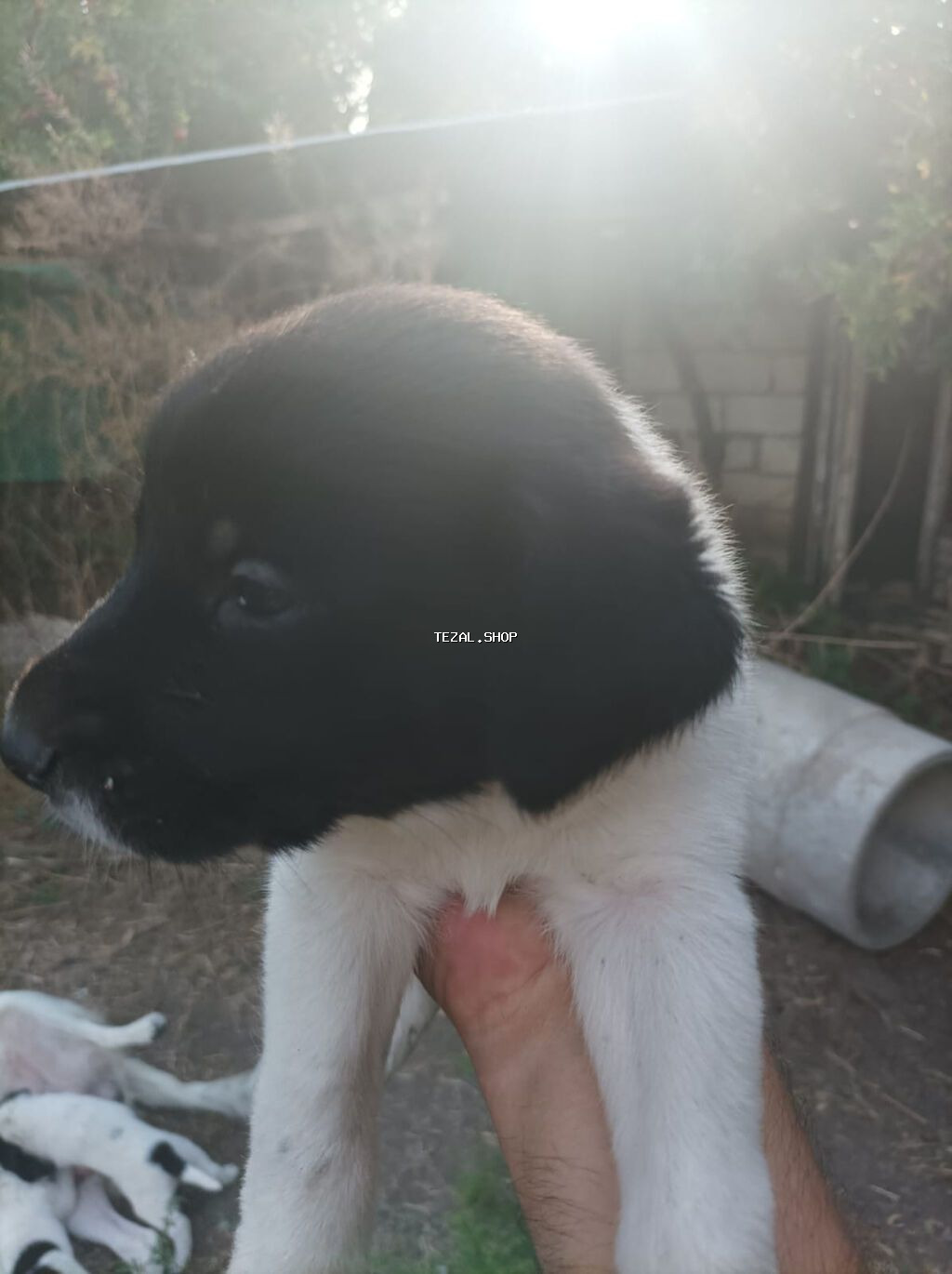 Kolli, 1 ay, Erkək, Ünvandan götürmə - şəkil 4