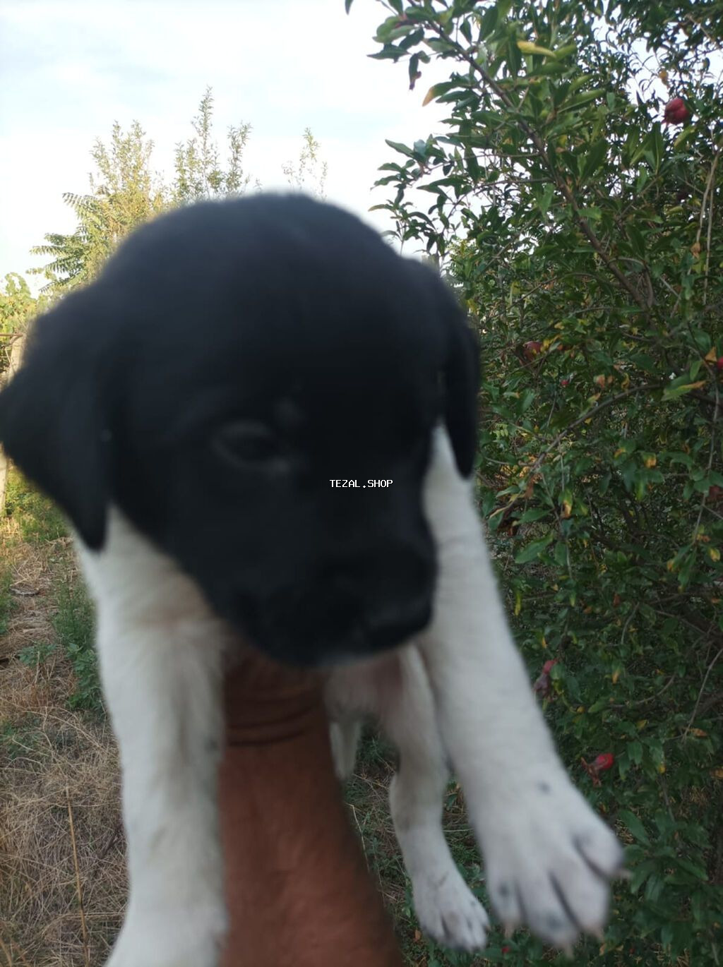 Kolli, 1 ay, Erkək, Ünvandan götürmə - şəkil 5