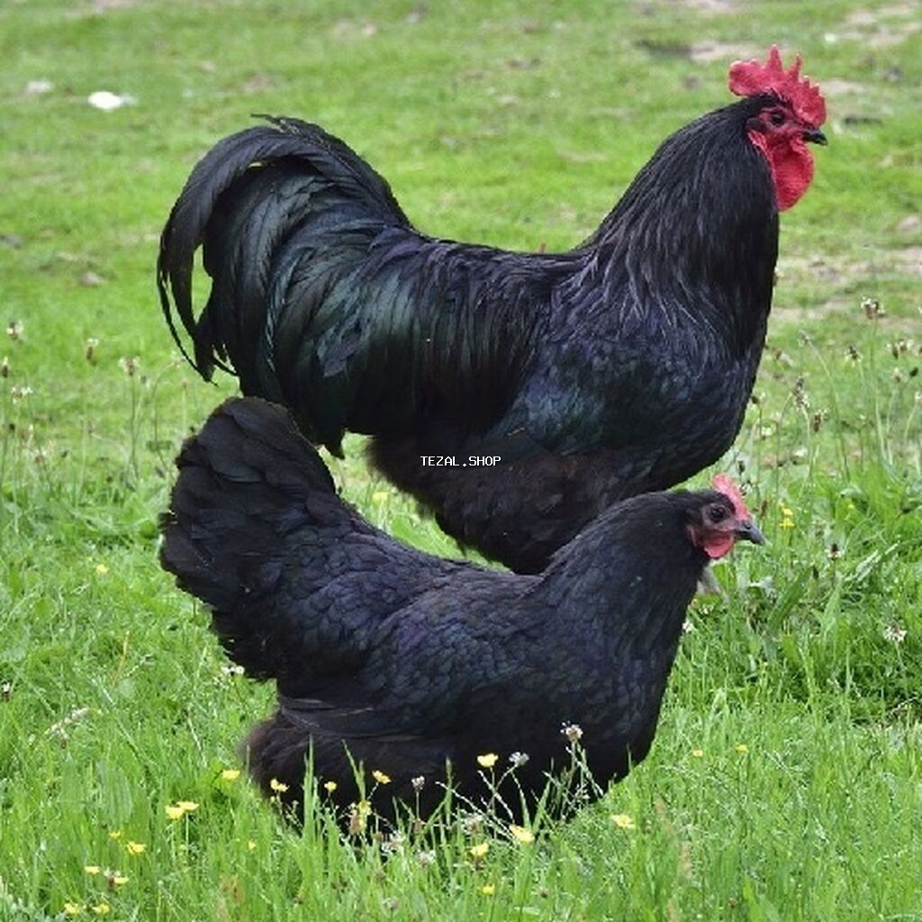 Toyuq, Australorp, Damazlıq, Ünvandan götürmə, Ödənişli çatdırılma, Rayonlara çatdırılma Bakı — TezAl.shop