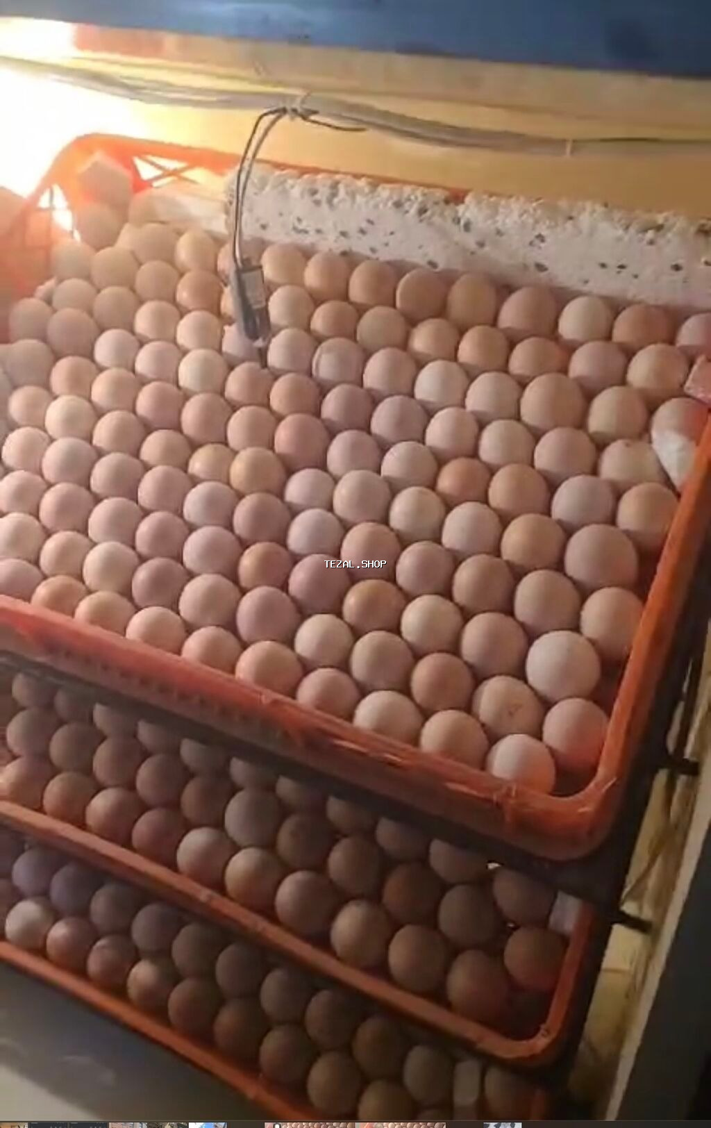 Toyuq, Australorp, Damazlıq, Ünvandan götürmə, Ödənişli çatdırılma, Rayonlara çatdırılma - şəkil 2