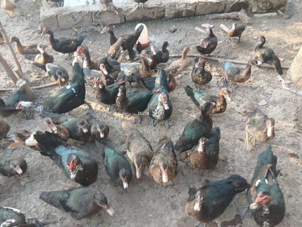 Erkək, | Lal ördək, Damazlıq