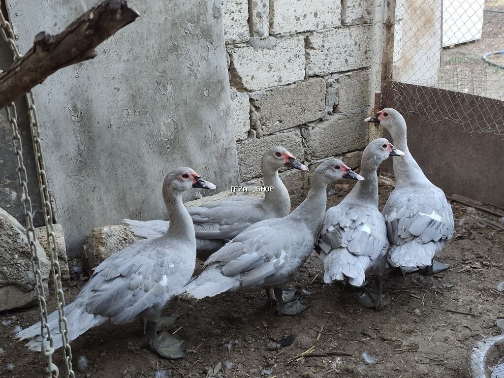 Salam, lavanda erkəy lal ördəklər satilir 5 ayliqdilar. 4 ededdir