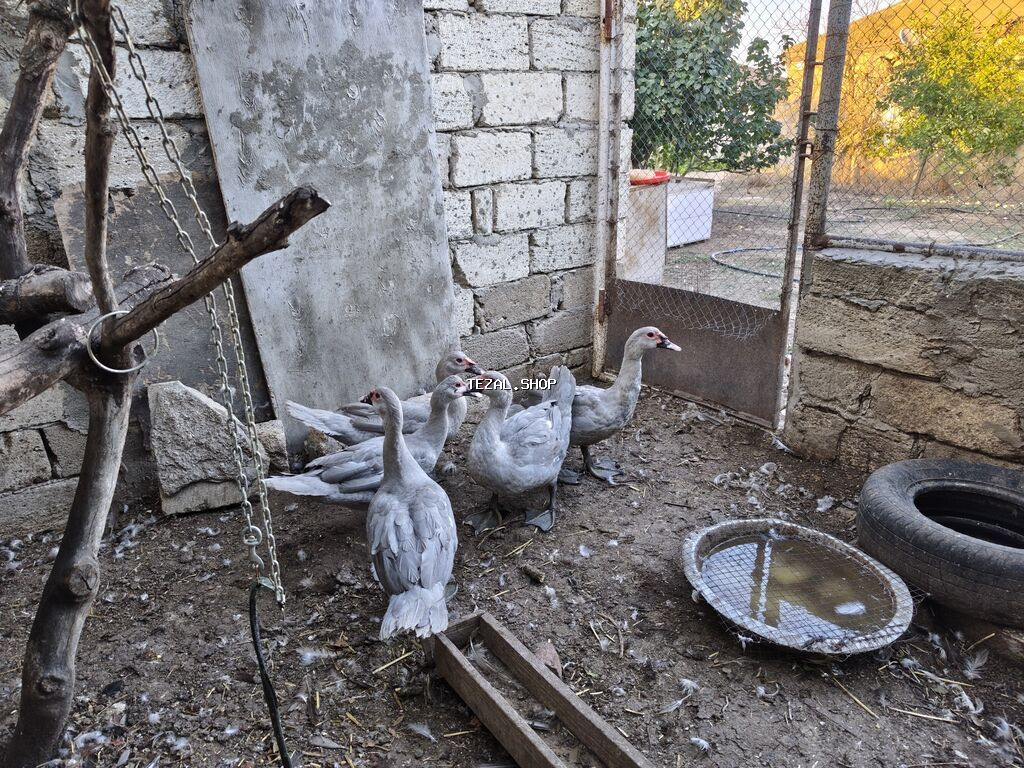 Salam, lavanda erkəy lal ördəklər satilir 5 ayliqdilar. 4 ededdir - şəkil 2