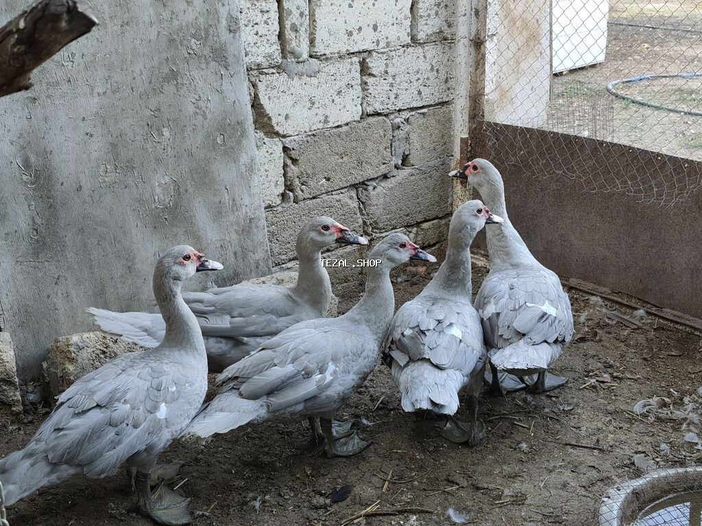 Salam, lavanda erkəy lal ördəklər satilir 5 ayliqdilar. 4 ededdir - şəkil 3