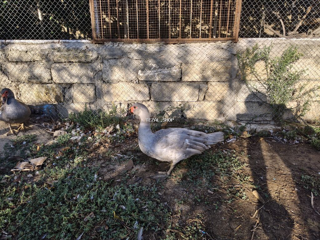 Salam, lavanda erkəy lal ördəklər satilir 5 ayliqdilar. 4 ededdir - şəkil 4
