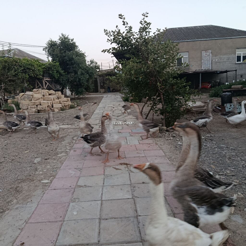 Məhsul: Qaz sürüsü led Təsvir: - Həyət şəraitində saxlanılan sağlam - şəkil 2