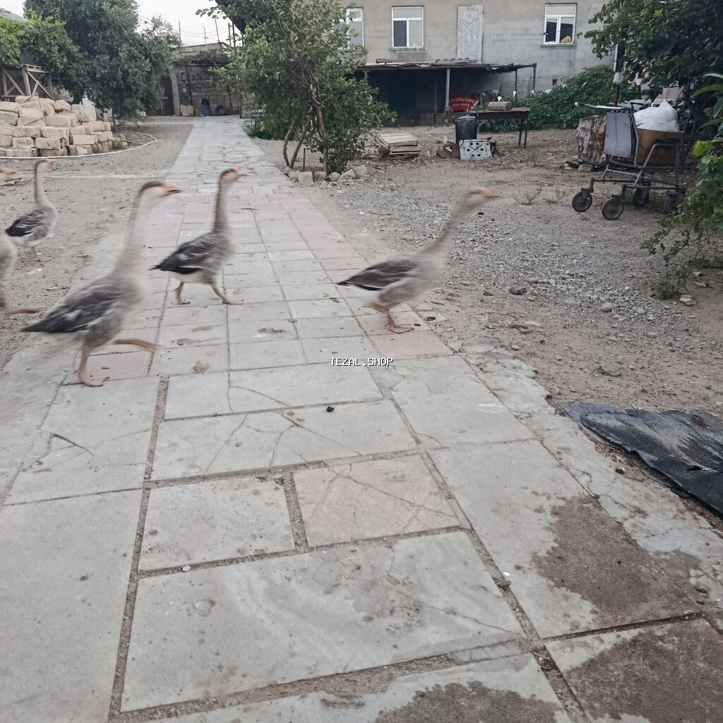 Məhsul: Qaz sürüsü led Təsvir: - Həyət şəraitində saxlanılan sağlam - şəkil 3